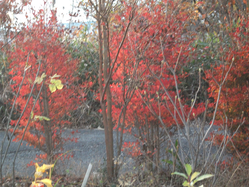 s_DSCF0016.png